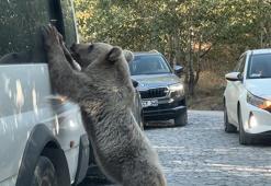 Nemrut'ta beslediği ayının saldırısından son anda kurtuldu