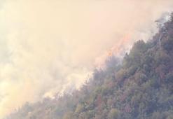 Küre Dağları Milli Parkı'nda çıkan orman yangını kontrol altında