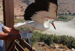 Yuvadan düşüp korumaya alınan yavru leylek ‘Kibar’ doğaya salındı