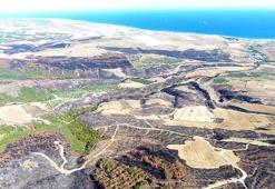 Tekirdağ'da yanan orman temizleniyor, kesilen ağaçlar istifleniyor