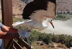 Yuvadan düşüp korumaya alınan yavru leylek ‘Kibar’ doğaya salındı