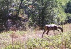 Bolu’da milli parkta kızılgeyik fotokapanla görüntülendi