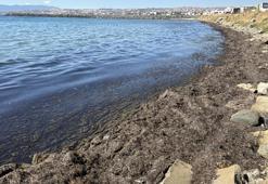 Tekirdağ kıyılarını yosun kapladı