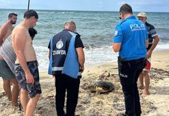 Yaralı caretta caretta tedaviye alındı