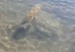 İznik Gölü’nde tarihi eser olduğu değerlendirilen sütun başlıkları bulundu