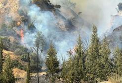 Aydın Efeler'de orman yangını
