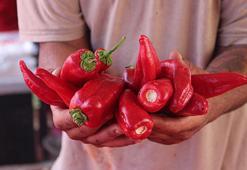 Tescilli biberin salça yolculuğu başladı