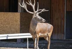 İyileşen kızılgeyik 'Paşa', yeni yuvasında