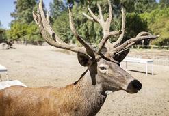 İyileşen kızılgeyik 'Paşa' yeni yuvasında