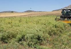 Türkiye'nin rezene üretim merkezi Burdur'da sezonun son hasadı yapıldı