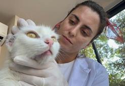 Kulakları kesilmiş olarak bulunan kedi 'Sütlaç'a, tedavisinin ardından yuva aranıyor