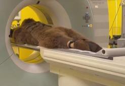 Çekmeköy'de bakım merkezinde rahatsızlanan 'Okan' isimli ayının MR'ı çekildi; tedavi edildi