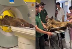 Çekmeköy'de bakım merkezinde rahatsızlanan 'Okan' isimli ayının MR'ı çekildi; tedavi edildi