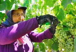 Manisa Ovası'nda Sultaniye üzümünün hasadı sürüyor