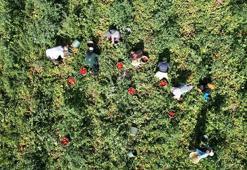 Kayseri’de salçalık domates hasadı başladı