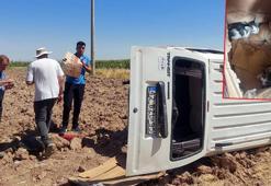 Takla atan hafif ticari aracın sürücüsü ile 4 yavru kediyi ekipler kurtardı