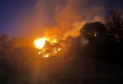 Aydın'da zeytinlik yangını