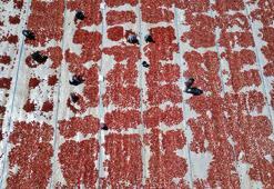 Erciyes'in eteklerinde kurutulan domatesler 9 ülkeye ihraç ediliyor