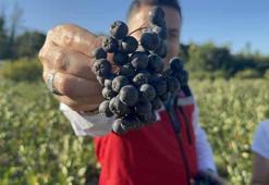 Yalova'da aronya hasadında 250 ton rekolte bekleniyor