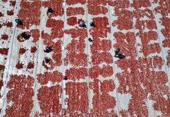 Erciyes'in eteklerinde kurutulan domatesler 9 ülkeye ihraç ediliyor