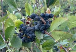 Yalova'da aronya hasadında 250 ton rekolte bekleniyor