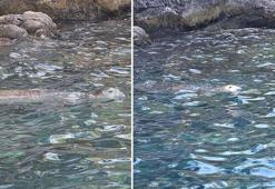 Fethiye'de nesli tükenme tehlikesindeki Akdeniz foku görüntülendi