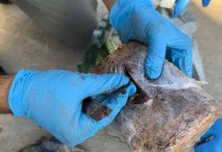 Yolcu otobüsünde dış yüzeyi ‘pul biber’ ile kaplı 7 kilo eroin ele geçirildi