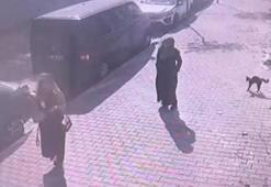 Sultangazi'de yürüyüş yapan kadın ve köpeğine, kedinin saldırdığı anlar kamerada