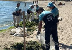 Avcılar sahilinde bir günde 50 ton yosun toplandı