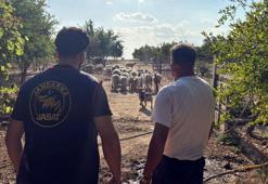 Çalınan koyunlar 50 saatlik görüntü incelenerek bulundu