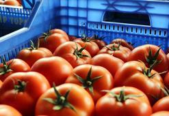 Antalya'da, Ukrayna'nın domates ve salatalıkta anti-damping kararının etkileri raporu hazırlandı