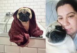 Sahibinin tatile çıkarken pet otele bıraktığı ‘Alf’ öldü