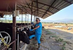 Kuyucak ve Nazilli'de şap karantinası
