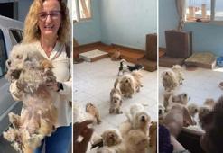 Evde tutulan 20 köpek, şikayet üzerine kurtarıldı