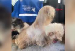 Evde tutulan 20 köpek, şikayet üzerine kurtarıldı
