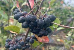 Yalova'da 'aronya' hasadı başladı