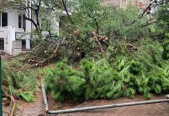 Kocaeli’de sağanak sırasında devrilen ağaç yolu kapattı