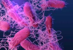 ABD’de salmonella alarmı