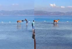 Salda Gölü'ne giren kızılgeyik tatilcilere kendini sevdirdi