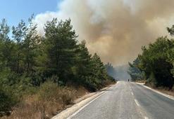 Bodrum'da orman yangını