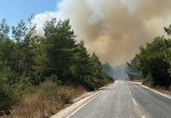 Bodrum'da orman yangını