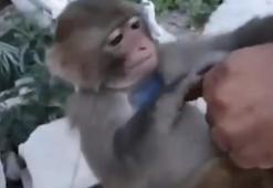 Şiddet uygulanan maymun, kurtarılıp korumaya alındı