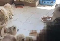 İzmir'de 20 köpeği sağlıksız şekilde evde tutan kadına 830 bin TL ceza