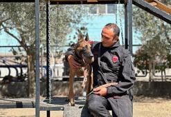 'Afet ve acil kurtarma' köpekleri göreve hazır