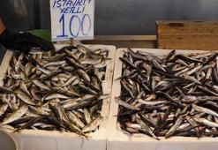 Av yasağı bitti, tezgahlar istavritle doldu