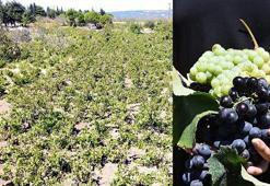 Tekirdağ'da kuraklık üzümde rekolte ve kalite kaybına neden oldu