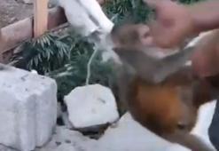 Şiddet gören maymun, Tarsus Doğa Parkı'na gönderilecek