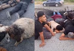 Koyun sürüsüne çarpıp, su kanalına düşen otomobilden 14 kaçak göçmen çıktı