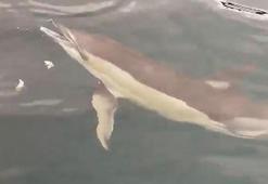 Yanına yaklaşan yunusu ekmek ve domatesle besledi