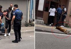 Aile içi kavga ihbarına giden polislerden birini köpek, diğerini ise sahibi ısırdı